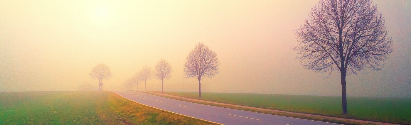 Road with leafless trees on either side and foggy sky